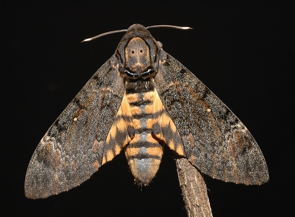 Adult Acherontia styx medusa, Singapore. Photo: © Leong Tzi Ming