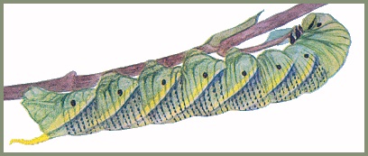 Final instar light green form larva of Acherontia styx medusa. Image: Mell, 1922b