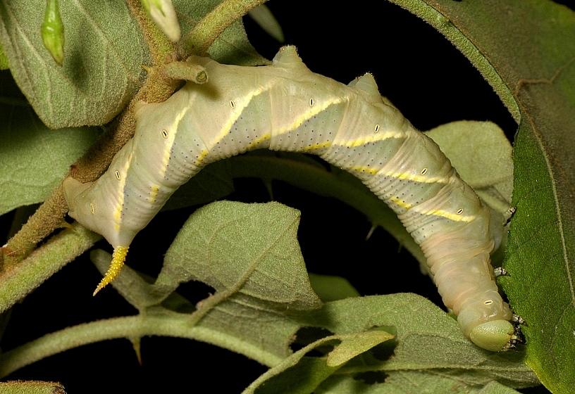 Final instar pale form larva of Acherontia styx medusa on Solanum torvum, Singapore. Photo: © Leong Tzi Ming