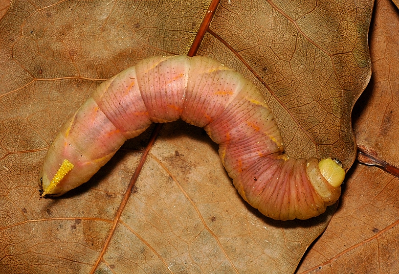 Final instar pre-pupation form larva of Acherontia styx medusa, Singapore. Photo: © Leong Tzi Ming