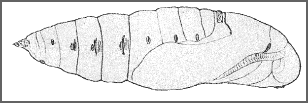 Pupa of Acherontia styx medusa (lateral view). Image: Mell, 1922b