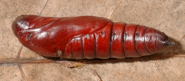 Pupa of Acherontia styx medusa (lateral view), Singapore. Photo: © Leong Tzi Ming