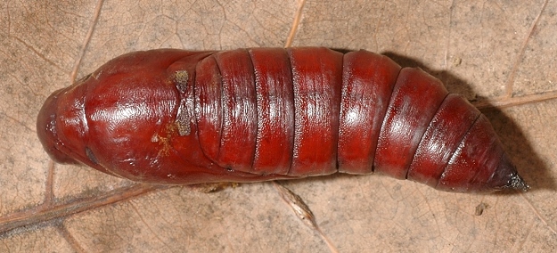 Pupa of Acherontia styx medusa (dorsal view), Singapore. Photo: © Leong Tzi Ming