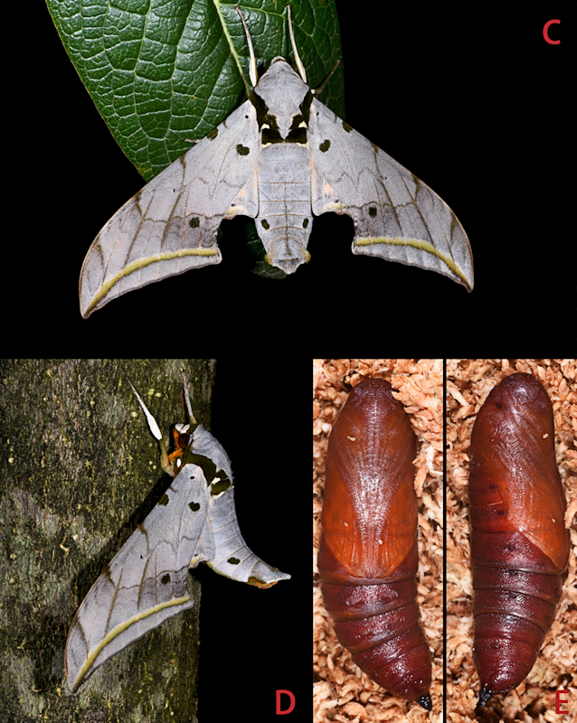 Resting adult of Ambulyx semiplacida montana (C, D), Pingbian County, Yunnan, China; (E) Pupa of Ambulyx semiplacida montana, Pingbian County, Yunnan, China. Photo: © Jiang, Kitching, Xu, Xu, Yan, Yu, Liu & Hu, 2025.