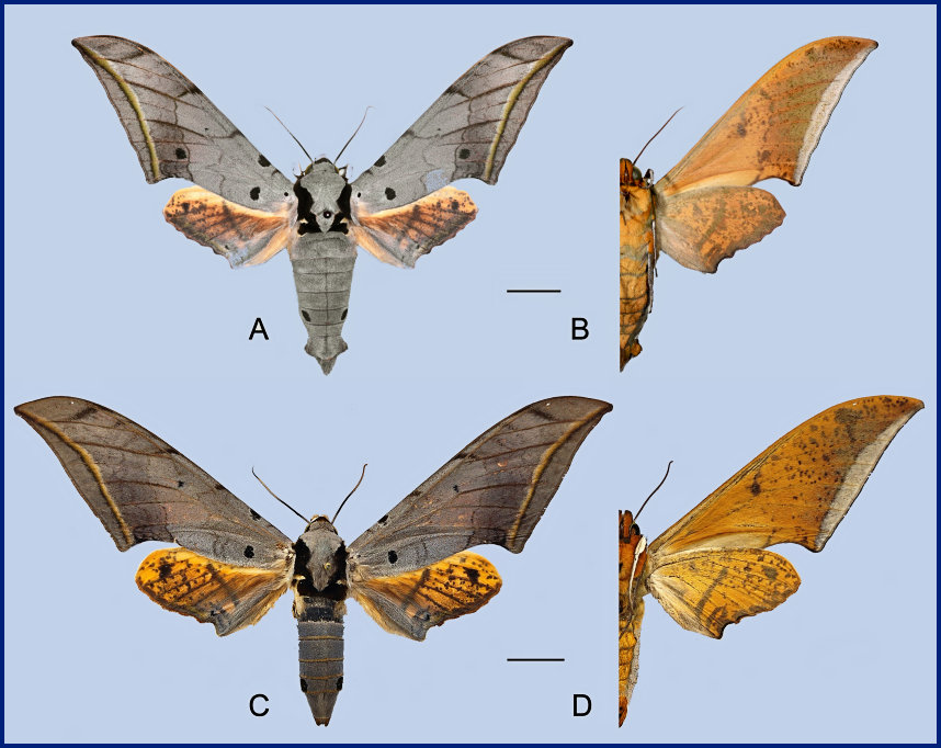 Ambulyx semiplacida montana. (A, B) male, Pingbian County, Yunnan, China; (C, D) female, Pingbian County, Yunnan, China. Photo: © Jiang, Kitching, Xu, Xu, Yan, Yu, Liu & Hu, 2025.