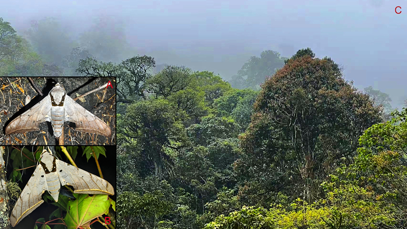 Habitat and living adults of Ambulyx semiplacida montana. (A, B) male, Pingbian County, Yunnan, China; (C) habitat, Pingbian County, Yunnan, China. Photo: © Jiang, Kitching, Xu, Xu, Yan, Yu, Liu & Hu, 2025.