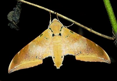 Adult Ambulyx moorei, Palawan, Philippines. Photo: © Jan Petersen