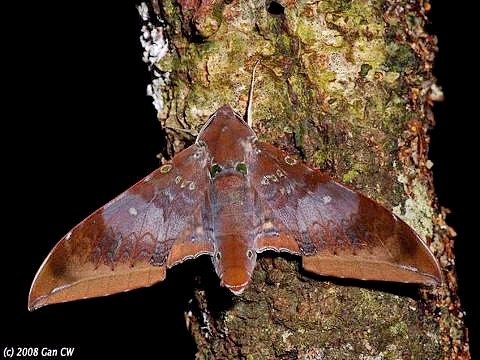 Adult Ambulyx moorei, Bukit Fraser, Malaysia. Photo: © CheongWeei Gan.