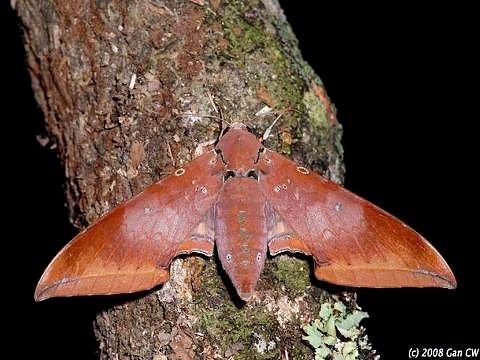 Adult Ambulyx moorei, Bukit Fraser, Malaysia. Photo: © CheongWeei Gan.