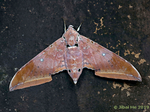 Resting female Ambulyx moorei, Mt. Wuzhishan, Hainan, China, 29.xi.2018. Photo: © He JiBai.