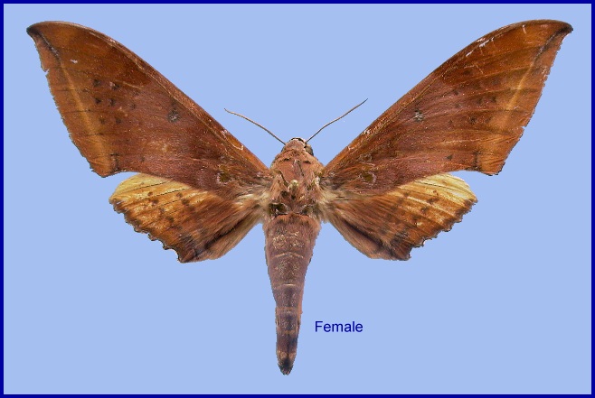 Female Ambulyx moorei. Photo: © NHMUK