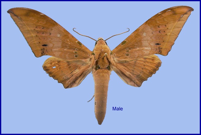 Male Ambulyx moorei, pale form. Photo: © NHMUK