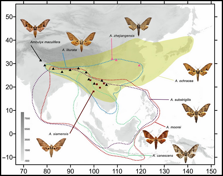 Global distribution of Ambulyx moorei. Map: © Jiang et al., 2025.