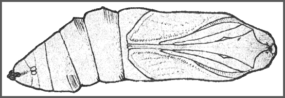Pupa of Ambulyx moorei. Image: Mell, 1922b