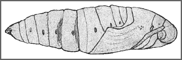 Pupa of Ambulyx moorei. Image: Mell, 1922b