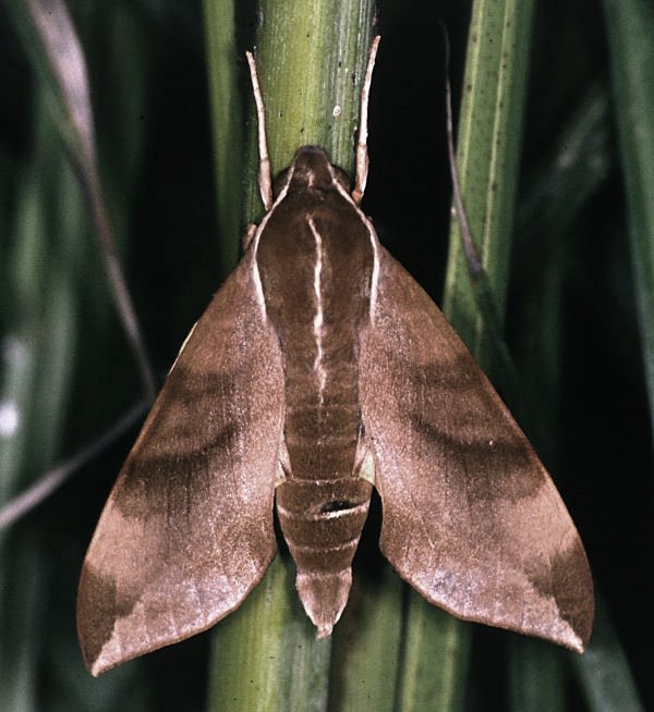 Resting Ampelophaga rubiginosa myosotis, Taiwan. Photo: © Felix Lin.