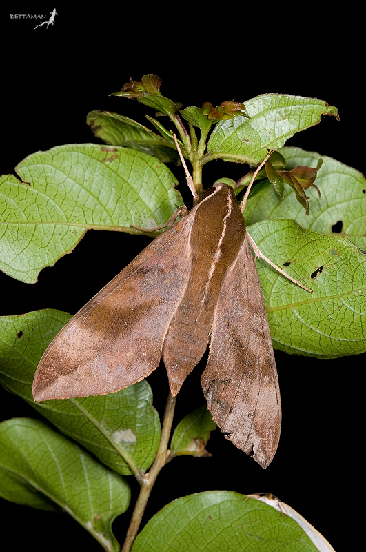 Resting Ampelophaga rubiginosa myosotis, Fushan Botanical Garden (700m), Yilan Hsien, Taiwan. Photo: © Shipher Wu.