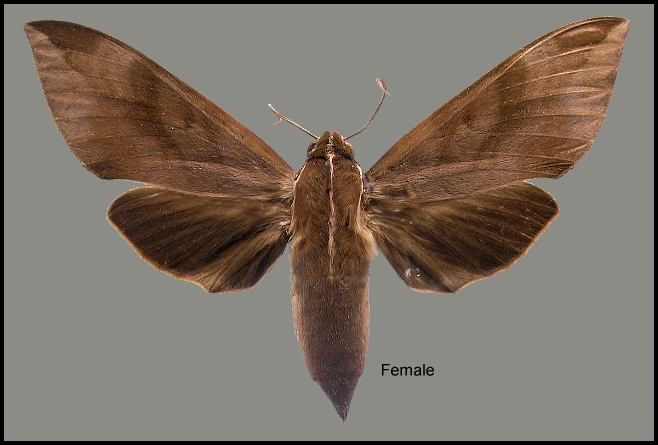 Female Ampelophaga rubiginosa myosotis. Photo: © NHMUK