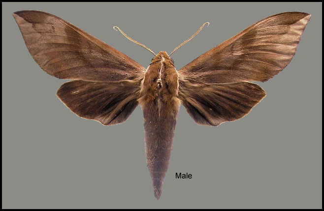 Male Ampelophaga rubiginosa myosotis. Photo: © NHMUK