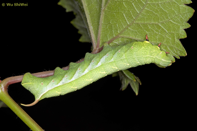 Final instar larva of Ampelophaga rubiginosa myosotis, Taiwan. Photo: © Wu ShiWei
