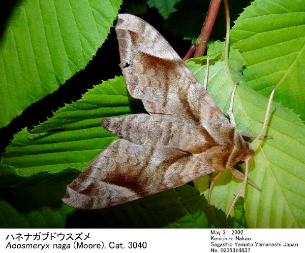 Resting Acosmeryx naga metanaga, Japan. Photo: © Kenichiro Nakao.