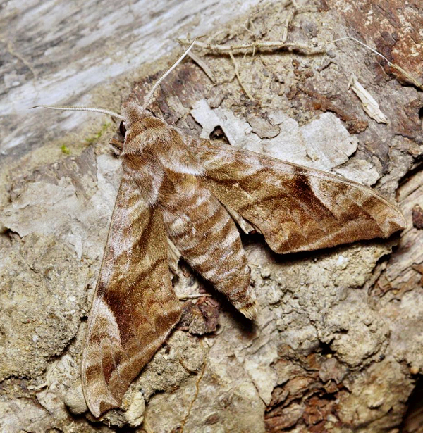 Male Acosmeryx naga metanaga, Kravtsovka, Khasan District, Primorskiy Krai, Russian Far East, 1.07.2014. Photo: © Evgenij Komarov.