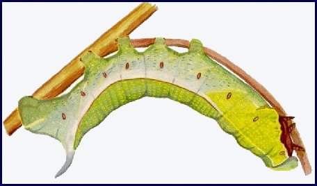 Full-grown green form larva of Acosmeryx naga naga. Image: © Tony Pittaway.