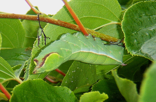 Full-grown larva of Acosmeryx naga metanaga on Actinidia, Gusevskiy mine, near Zanadvorovka village, Khasansky District, Primorskiy Krai, Russian Far East; 18.vii.2010. Photo: © Anton Kozlov.