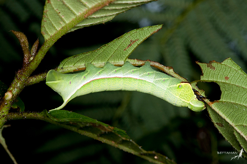 Full-grown larva of Acosmeryx naga metanaga, Shinshan Dream Lake, Sih-ji, Taipei, Taiwan. Photo: © Shipher Wu.