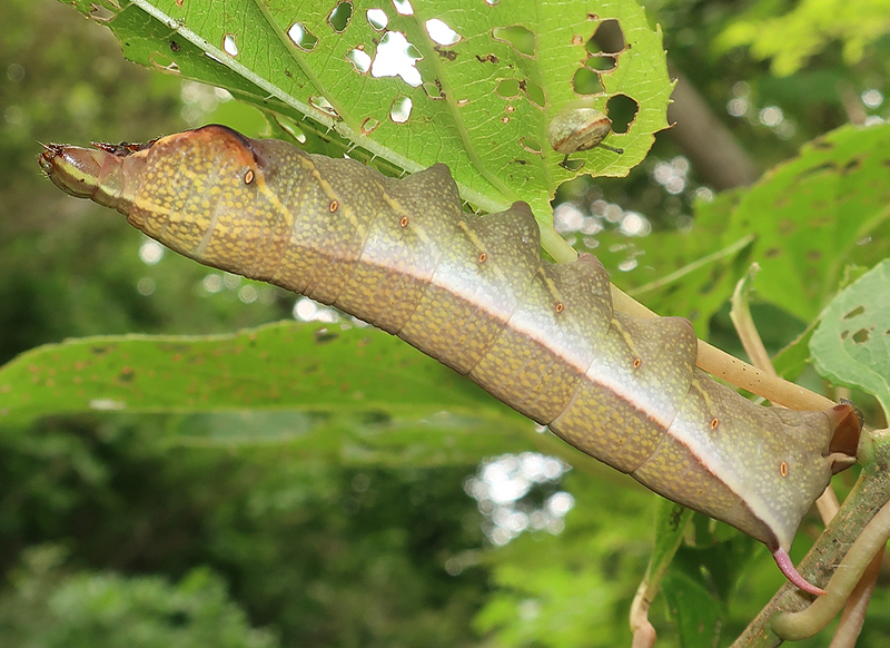 Full-grown brown form larva of Acosmeryx naga metanaga on Actinidia arguta, Nakhodka area, Trudny Peninsula, Primorskiy Krai, Russian Far East, 29.vii.2022. Photo: © Vyacheslav Ivonin & Yanina Ivonina.