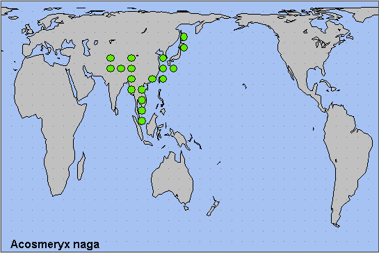 Global distribution of Acosmeryx naga. Map: © NHMUK.