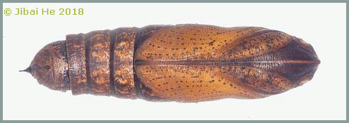 Pupa of Acosmeryx naga metanaga, Wuhan, Hubei, China. Photo: © He JiBai, 2018.