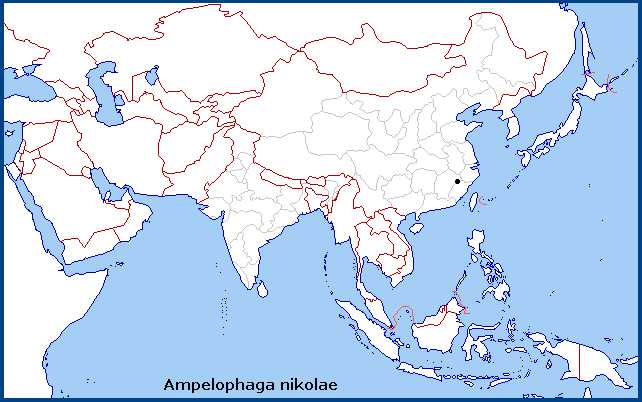 Global distribution of Ampelophaga nikolae. Map: © Tony Pittaway.