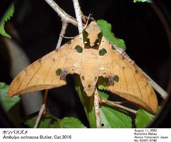 Resting adult of Ambulyx ochracea, Japan. Photo: © Kenichiro Nakao.