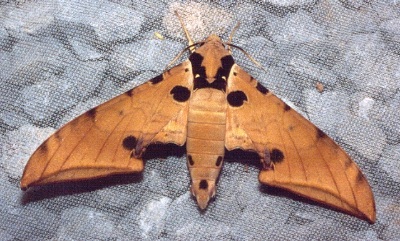 Resting adult of Ambulyx ochracea, Thailand. Photo: © Ian Kitching.