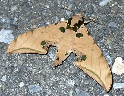 Resting adult of Ambulyx ochracea, Japan. Photo: © Toshihiko Ishikawa.