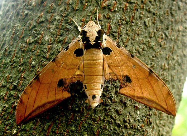 Resting adult of Ambulyx ochracea, Taiwan. Photo: © Felix Lin.