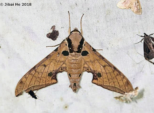 Resting adult of Ambulyx ochracea, Mt. Guifeng, Macheng, Hubei, China 200m, 18.vi.2018. Photo: © He JiBai.