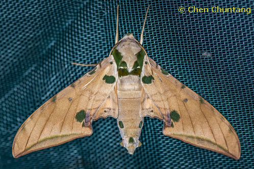 Resting adult of Ambulyx ochracea, Kuocang Mountain Nature Reserve, Zhejiang, China, 17.viii.2020. Photo: © Chen Chuntang.