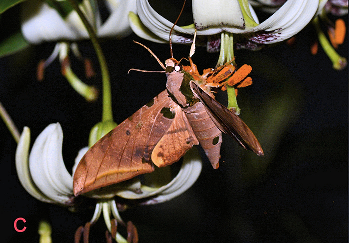 Female Ambulyx ochracea visiting Lilium primulinum var. ochraceum, Guiyang City, Guizhou, China. Photo: © Jiang, Kitching, Xu, Xu, Yan, Yu, Liu & Hu, 2025.