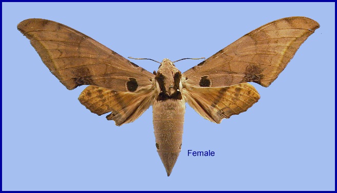 Female Ambulyx ochracea. Photo: © NHMUK.