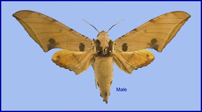 Male Ambulyx ochracea. Photo: © NHMUK.