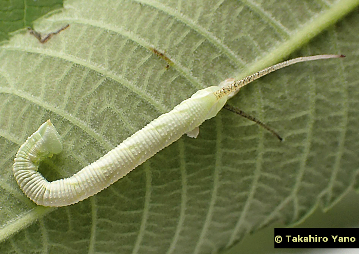 Second instar larva of Ambulyx ochracea, Honshu, Japan. Photo: © Takahiro Yano.