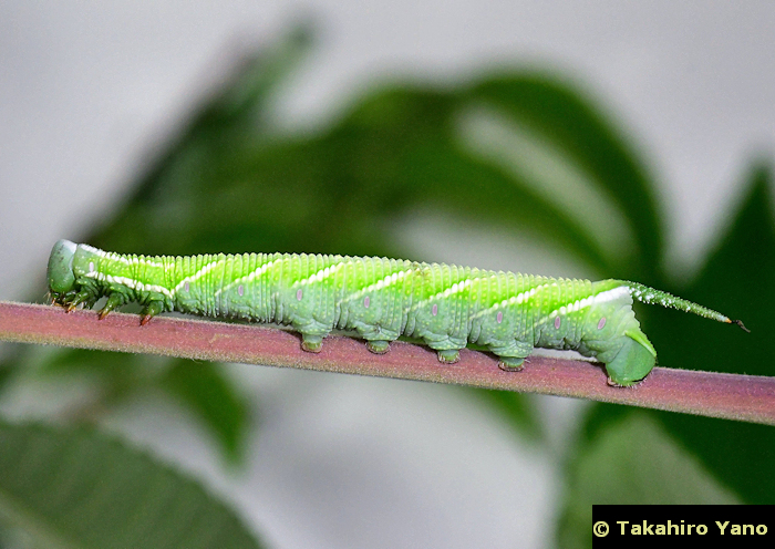 Fourth instar larva of Ambulyx ochracea, Honshu, Japan. Photo: © Takahiro Yano.