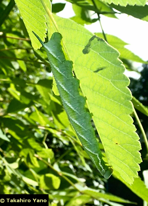 Final instar larva of Ambulyx ochracea, Honshu, Japan. Photo: © Takahiro Yano.