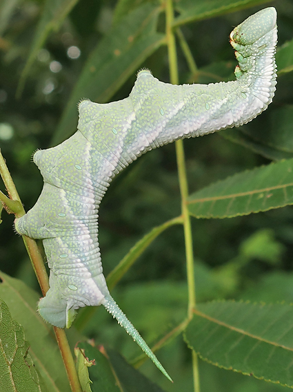 Fifth-instar larva of Ambulyx ochracea on Platycarya strobilacea, Geoje-do, South Kyongsang Province, South Korea, 28.vii.2019. Photo: © Vyacheslav Ivonin & Yanina Ivonina