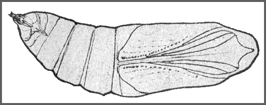 Pupa of Ambulyx ochracea. Image: Mell, 1922b
