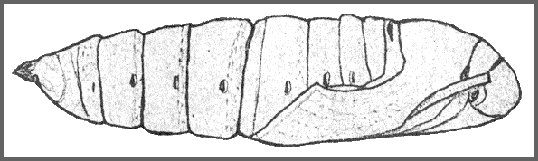 Pupa of Ambulyx ochracea. Image: Mell, 1922b
