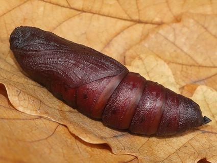 Pupa of Ambulyx ochracea, Geoje-do, South Kyongsang Province, South Korea, 28.vii.2019. Photo: © Vyacheslav Ivonin & Yanina Ivonina