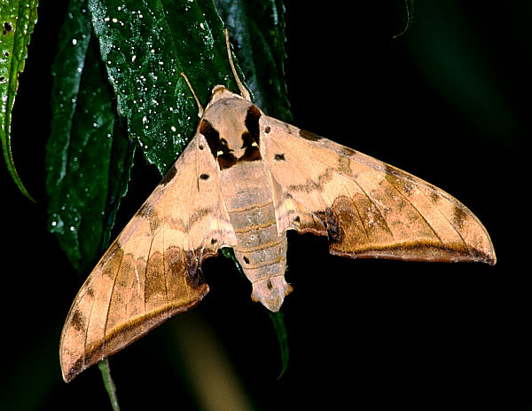 Male Ambulyx sericeipennis, Taiwan. Photo: © Felix Lin.